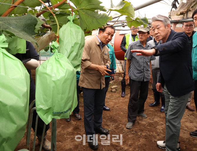 [포토] 강호동 농협회장, 포도농가 피해 점검