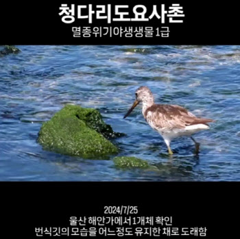 “어? 저 새는...” 등교 중에도 새 보던 중학생, 멸종위기종 발견