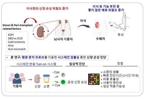 뇌사자 신장이식 성공률 높일 새로운 진단법 개발