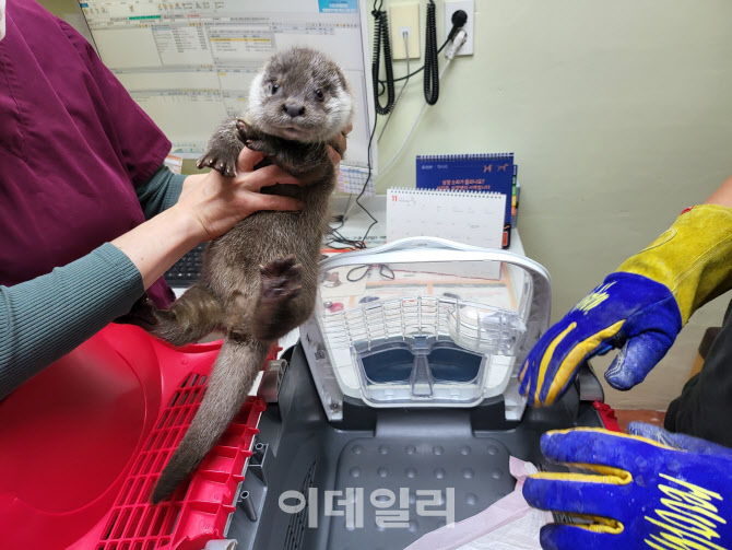 "서울어린이대공원 새 식구 수달, 자연유산 특별전으로 만나요"