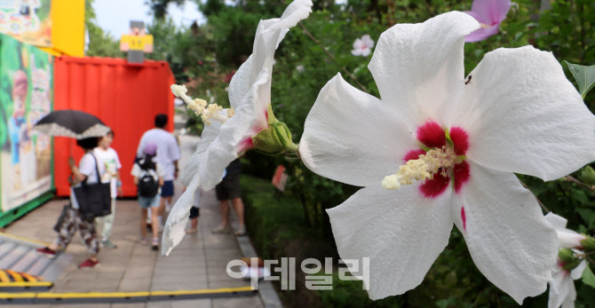 [포토]활짝 핀 무궁화