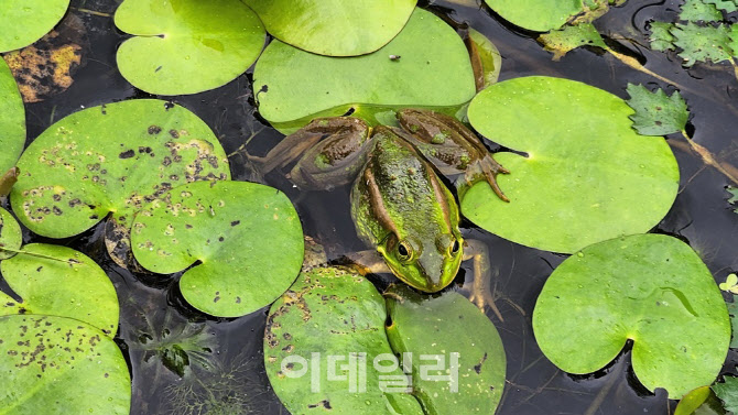 [포토] 국립생태원, 금개구리 성공적 번식