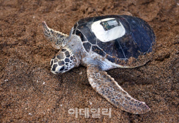 日 열차 승객 3000명 출근길 발동동…선로에 낀 '이것' 정체는?