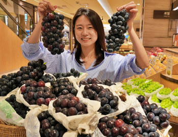 [포토]거봉보다 큰 '흑포도' 맛보세요