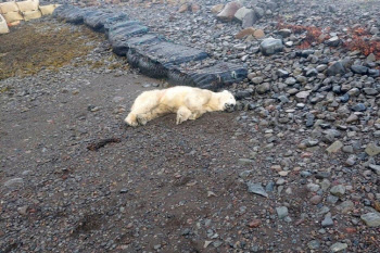 민가로 떠내려온 북극곰…쓰레기 뒤지다 결국 ‘사살’