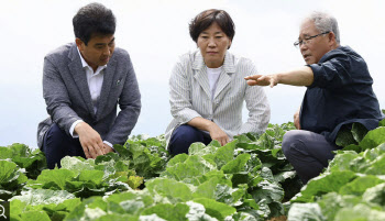 “김장철 배춧값 염려할 상황아냐…中배추 검역 철저”