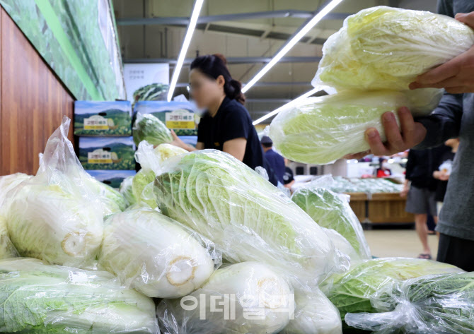 [포토]배추값 포기당 1만원 육박