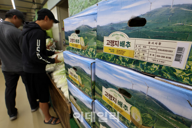 [포토]폭염·가뭄에 급등한 배추값