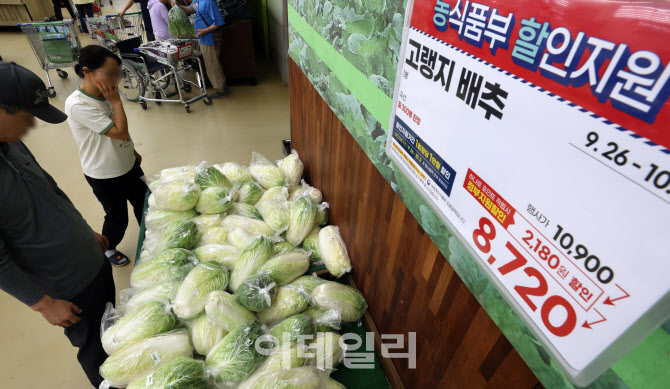 [포토]배추값 고공행진에 김치 대란 우려