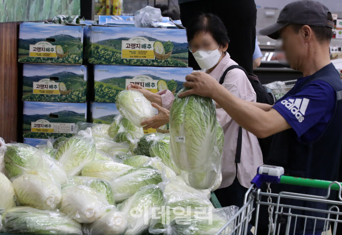 [포토]공급 부족 배추값 고공행진