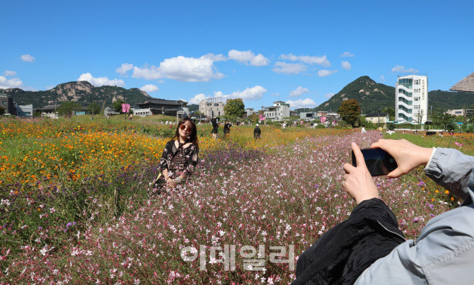 [포토]파란하늘과 가을꽃