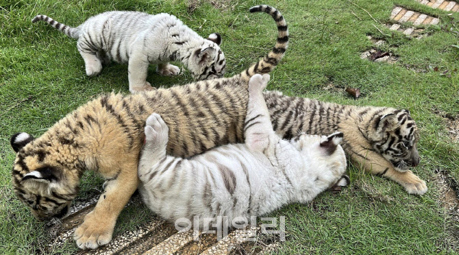 베트남서 호랑이 48마리 집단폐사…조류인플루엔자 감염