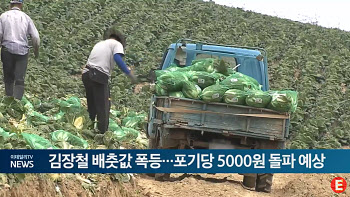 김장철 배춧값 폭등...포기당 5000원 돌파 예상