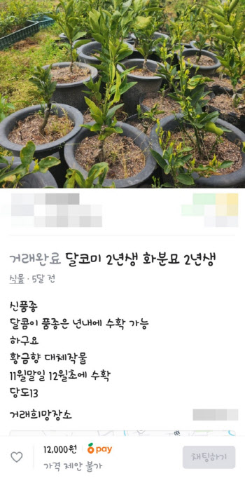 '당근에 왜 이게?' 제주도 10년 개발한 신품종 감귤 불법판매에 "법적 조치"