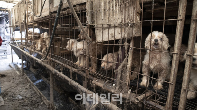 번식 지옥 속 실명에 탈장까지 견뎌…20년간 눈감아준 부산시[댕냥구조대]