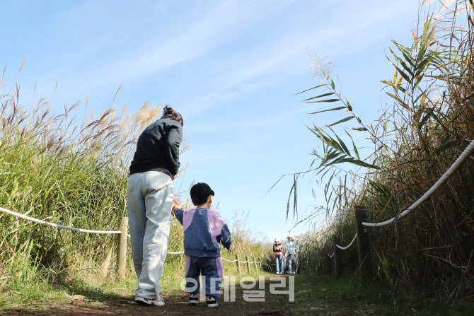 [포토]엄마와 손 잡고 억새 구경