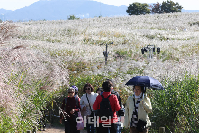 [포토]서울억새축제