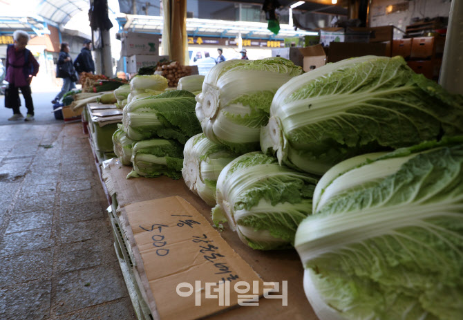 [포토] 김장 앞둔 배추가격 고공행진