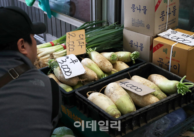 [포토] 무 본격 출하되면 가격 내릴듯