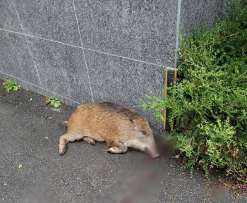 출근 시간에 나타난 멧돼지…경찰, 실탄 3발로 사살