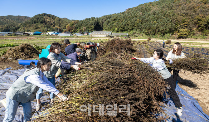 대한항공, 강원 홍천군 자매결연 마을서 일손돕기·의료봉사