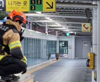 부산도시철도 역사에 멧돼지 출몰…성인 남성 1명 다쳐