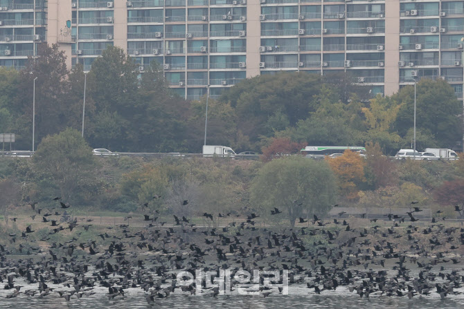 [포토]비상하는 가마우지떼