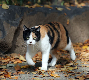 길고양이 중성화 사진 재사용…보조금 빼돌린 동물병원장