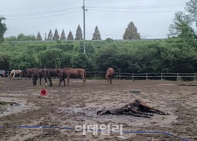 평생 달리다 늙으면 굶어죽는 경주퇴역마…“경찰기마대도 학대 당해”[댕냥구조대]