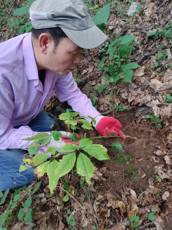 1억원대 산삼 6뿌리 캔 50대 회사원…80~90대 이웃에 전달