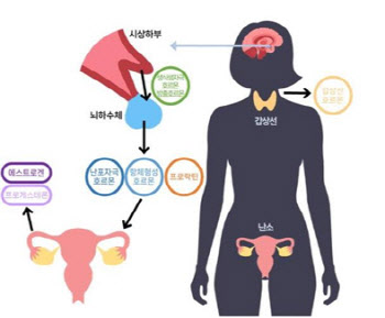 여성 건강, ‘여성호르몬’이 좌우한다