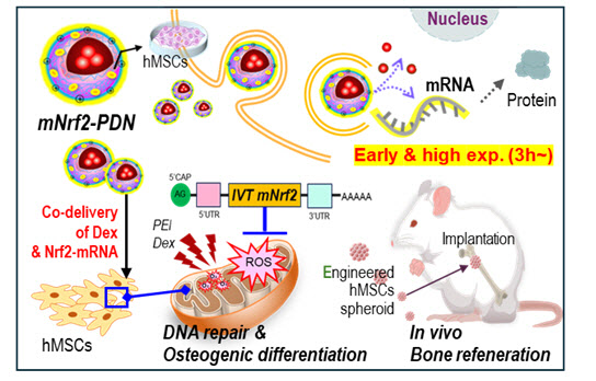 줄기세포 기능 강화 및 뼈 재생 가능한 나노입자 개발