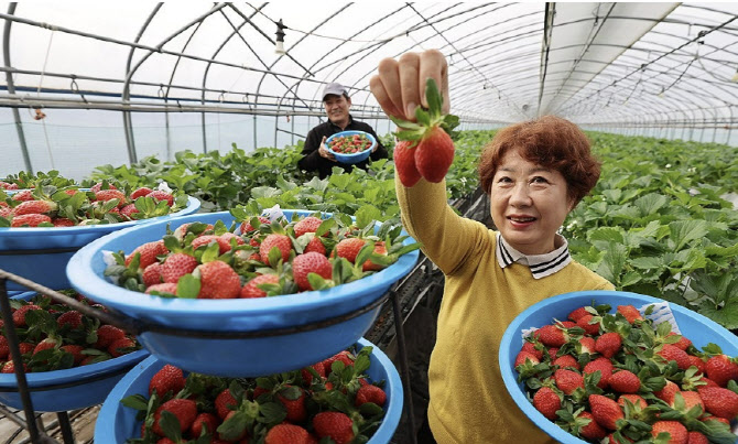 "겨울과일의 왕 돌아온다" 성심당부터 대형마트까지…제철 맞은 '이것'