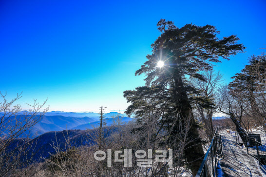 韓민족과 함께 한 천년주목, 생태숲으로 1000년 번영