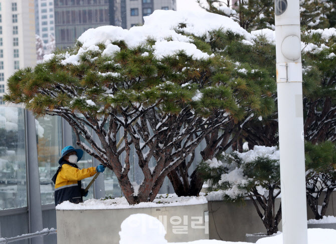 [포토] 쌓인 눈 제거로 나무 보호