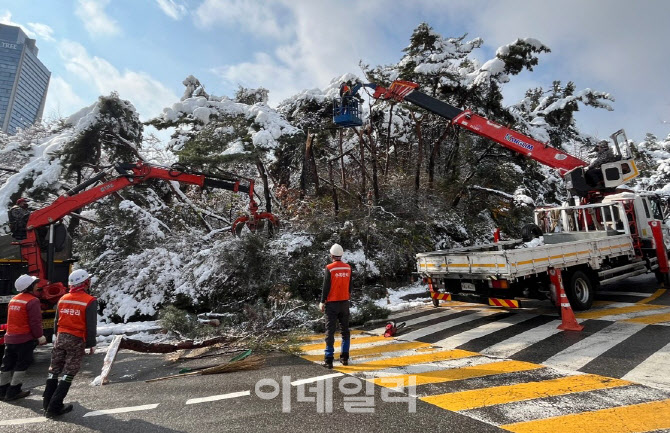 [포토] 쓰러진 나무들