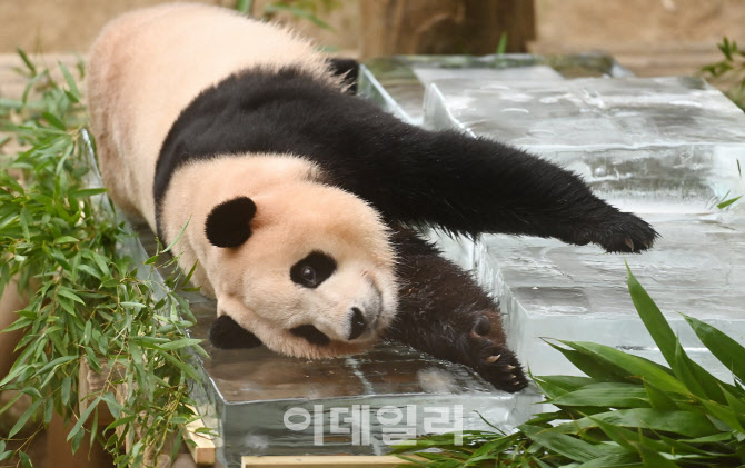 푸바오, 안타까운 근황 "죽순 먹다 '덜덜'.. 비정상적 상태"