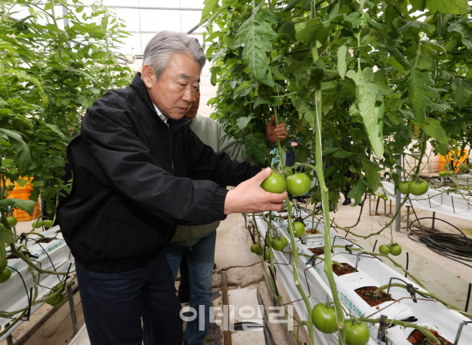 [포토] 강호동 농협회장, 토마토 재배농가 현장 점검