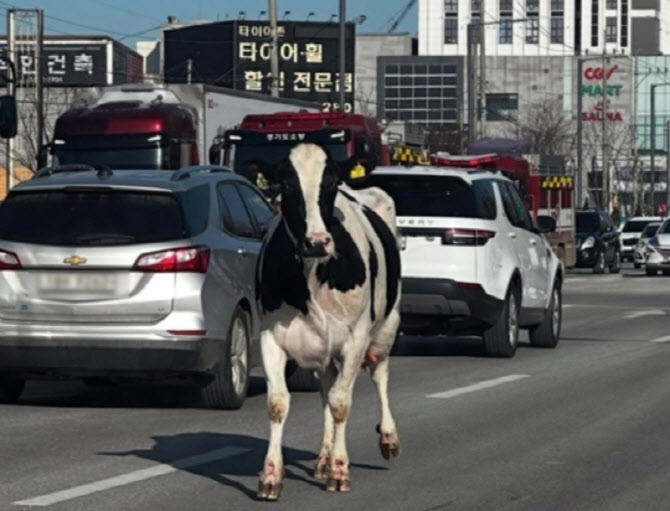 도축장 가던 소 2마리 탈출..포획 후 주인 인계