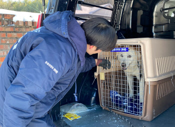 참사로 가족 잃은 반려견 ‘둥이’…지자체·동물단체가 나섰다