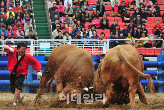 소싸움, 무형유산 지정 조사 안 한다