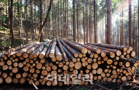 벌채 부산물 등 버려졌던 산림자원, 탄소중립 효자로 키운다