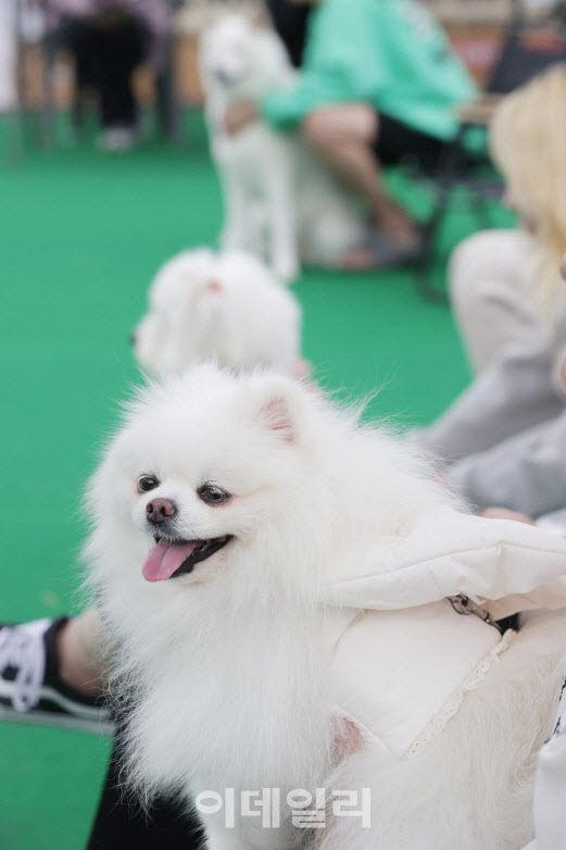 “댕냥이도 함께”…대한항공 탄 반려동물 4년새 2배 급증