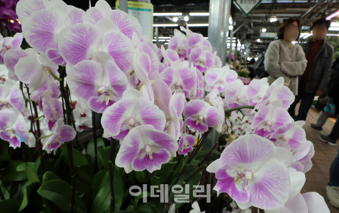 [포토]입춘 앞두고 활짝 핀 꽃
