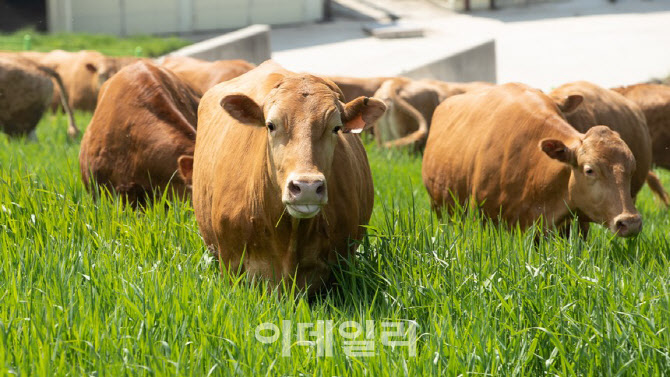 축산농가, 탄소 줄이고 직불금 받을 기회…이달 말까지 ‘이것’ 신청