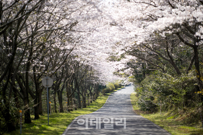 [포토] WE호텔제주, 벚꽃 산책 패키지