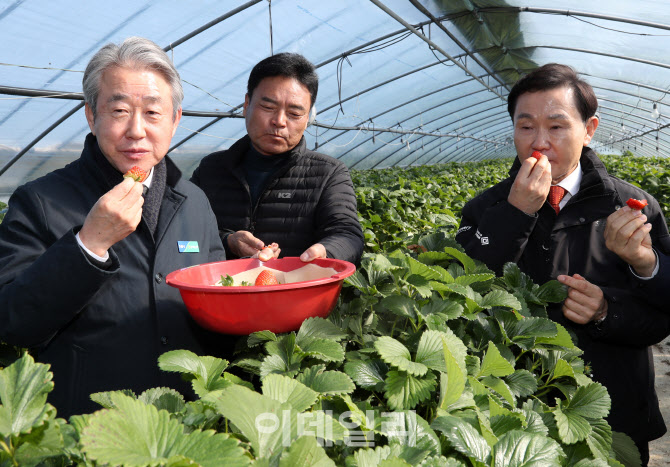 [포토] 스마트팜 딸기 생육동향 점검
