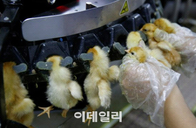 지갑 여는 사람 늘었는데…‘동물복지 달걀’의 배신?[댕냥구조대]