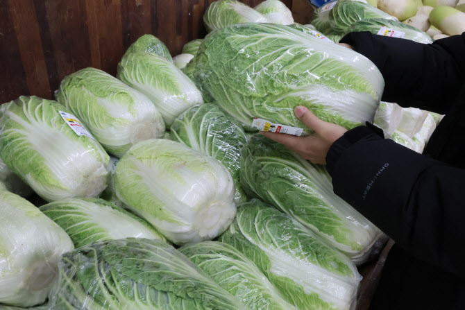 배추·무 최대 40% 할인지원 1주일 연장…시금치·봄동 등 추가