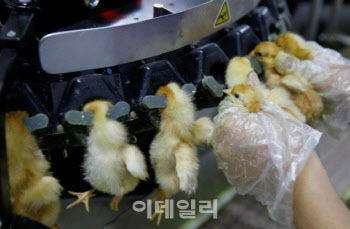 지갑 여는 사람 늘었는데…‘동물복지 달걀’의 배신?